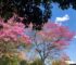 La primavera se adelanta para este fin de semana en Tucumán septiebre nubes