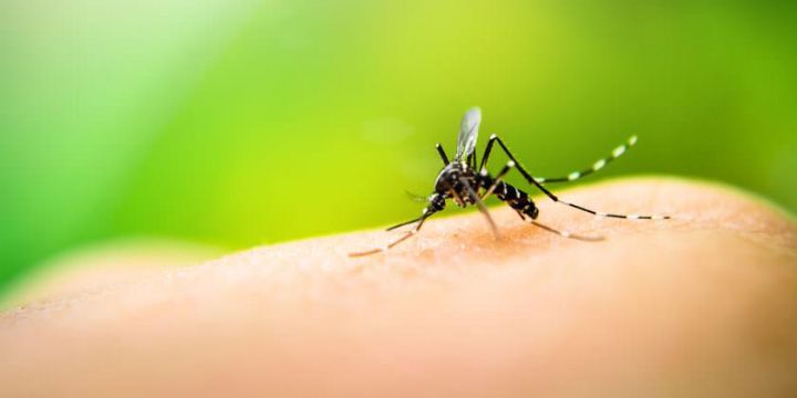 Dengue: si tenés estos síntomas, quedate en casa