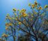 Los detalles de hasta cuánto subirá la temperatura desde hoy al domingo lapachos-amarillos-monteros-primavera