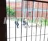 Condenaron a dos años de prisión al sujeto que agredió a los policías monterizos pelea vecinos policias