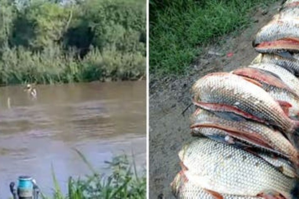 pescado Marapa