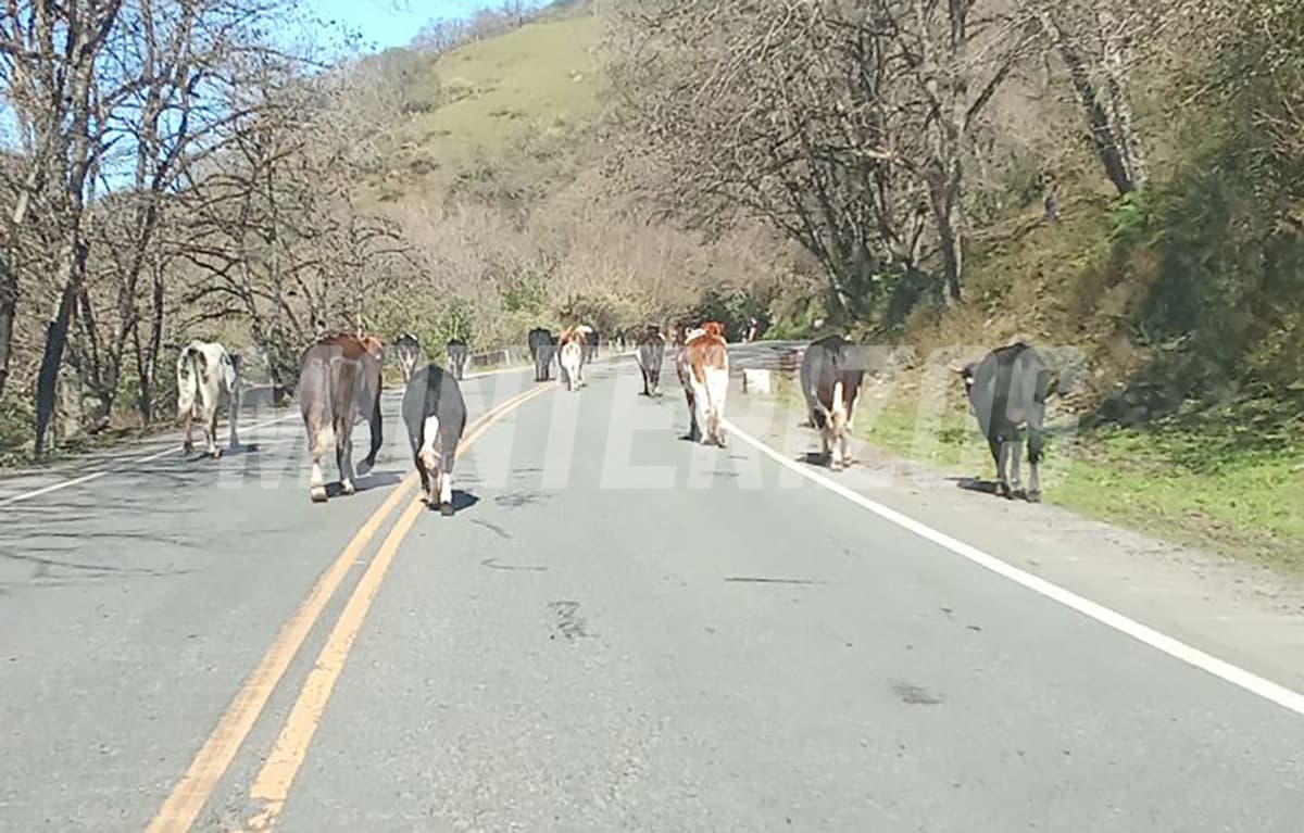 Una imágen cotidiana en la ruta 307.