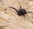 Murió una mujer tras una presunta picadura de araña en un country tucumano araña