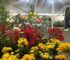 Monteros se llena de flores: comienza la 21ª Fiesta Provincial de la Flor Fiesta ProvincialdelaFlor