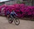 azaleas-churqui-como-lllegar