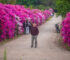 Don Alberto Pardo, el hombre detrás de las azaleas de El Churqui que enamoran a miles de tucumanos don-alberto-pardos-azaleas-el-churqui