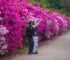 fotos-azaleas-el-churqui